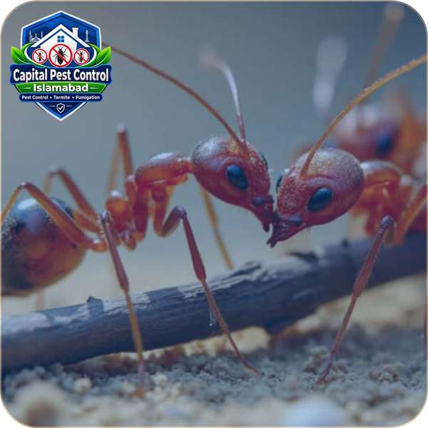 Ant Control