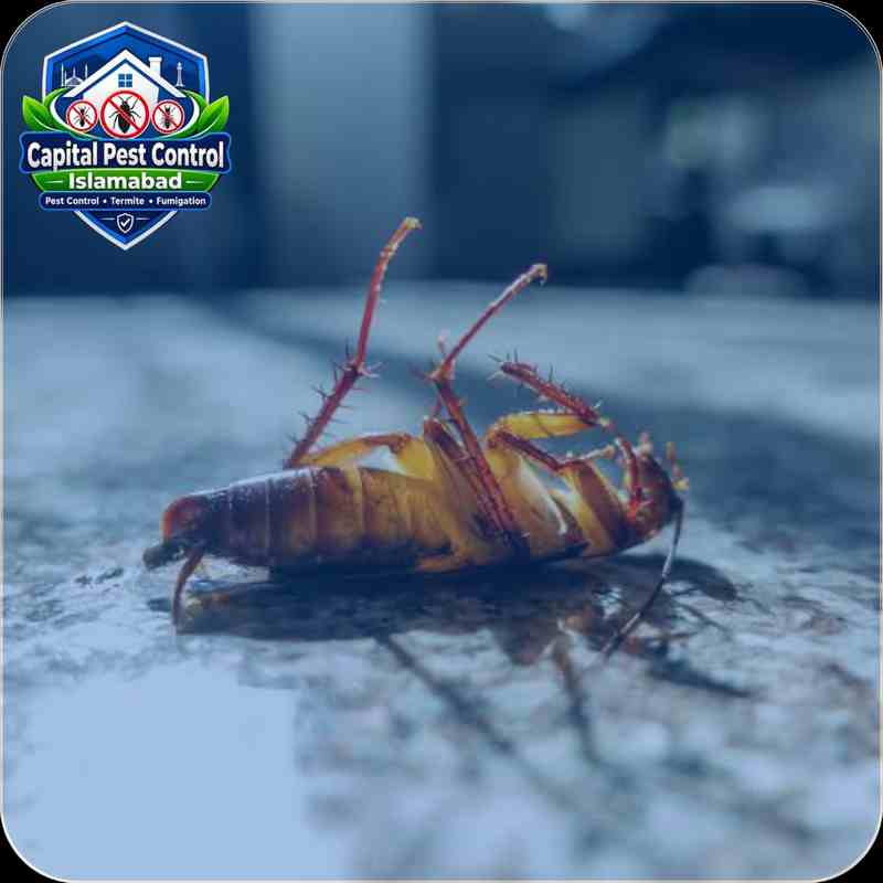 Cockroach Control
