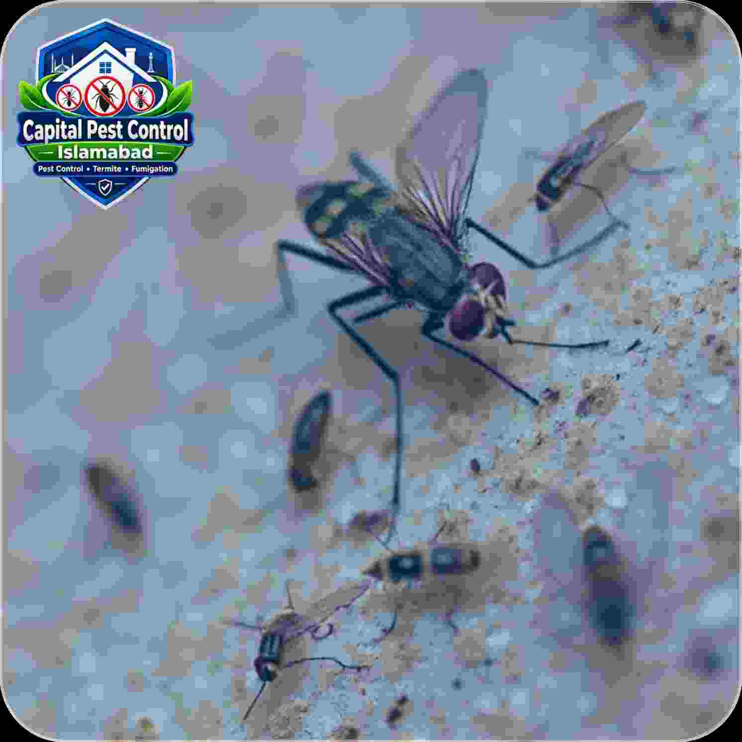 Fly Control