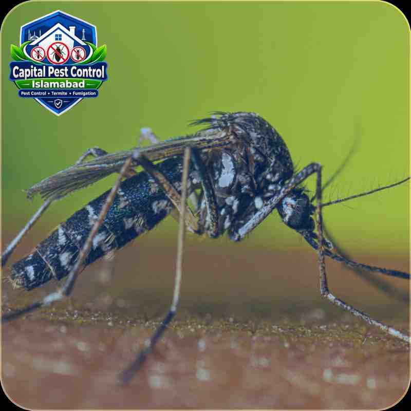 Mosquito Control