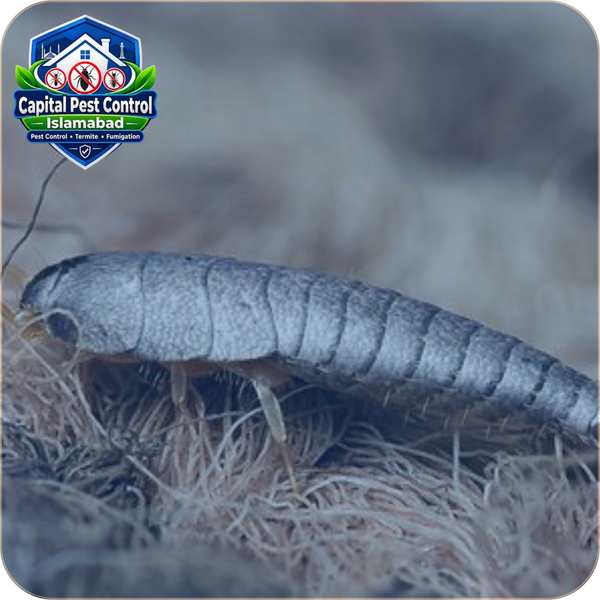 Silverfish Control