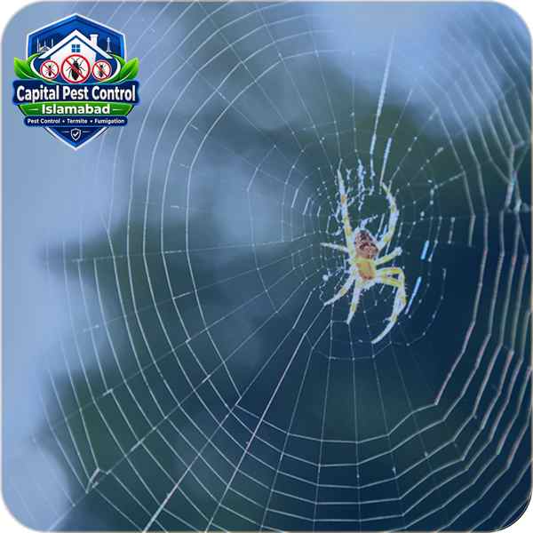 Spider Control