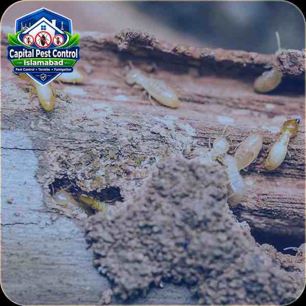 Termite Deemak Control